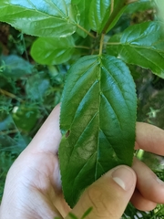 Rhamnus glandulosa, photograph (c) Diego Rodríguez Hernández, some rights reserved (CC BY)