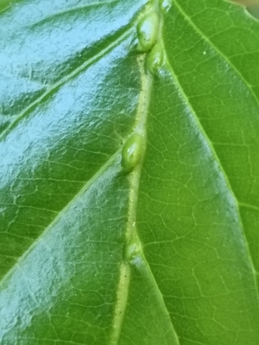 Rhamnus glandulosa, photograph 6
