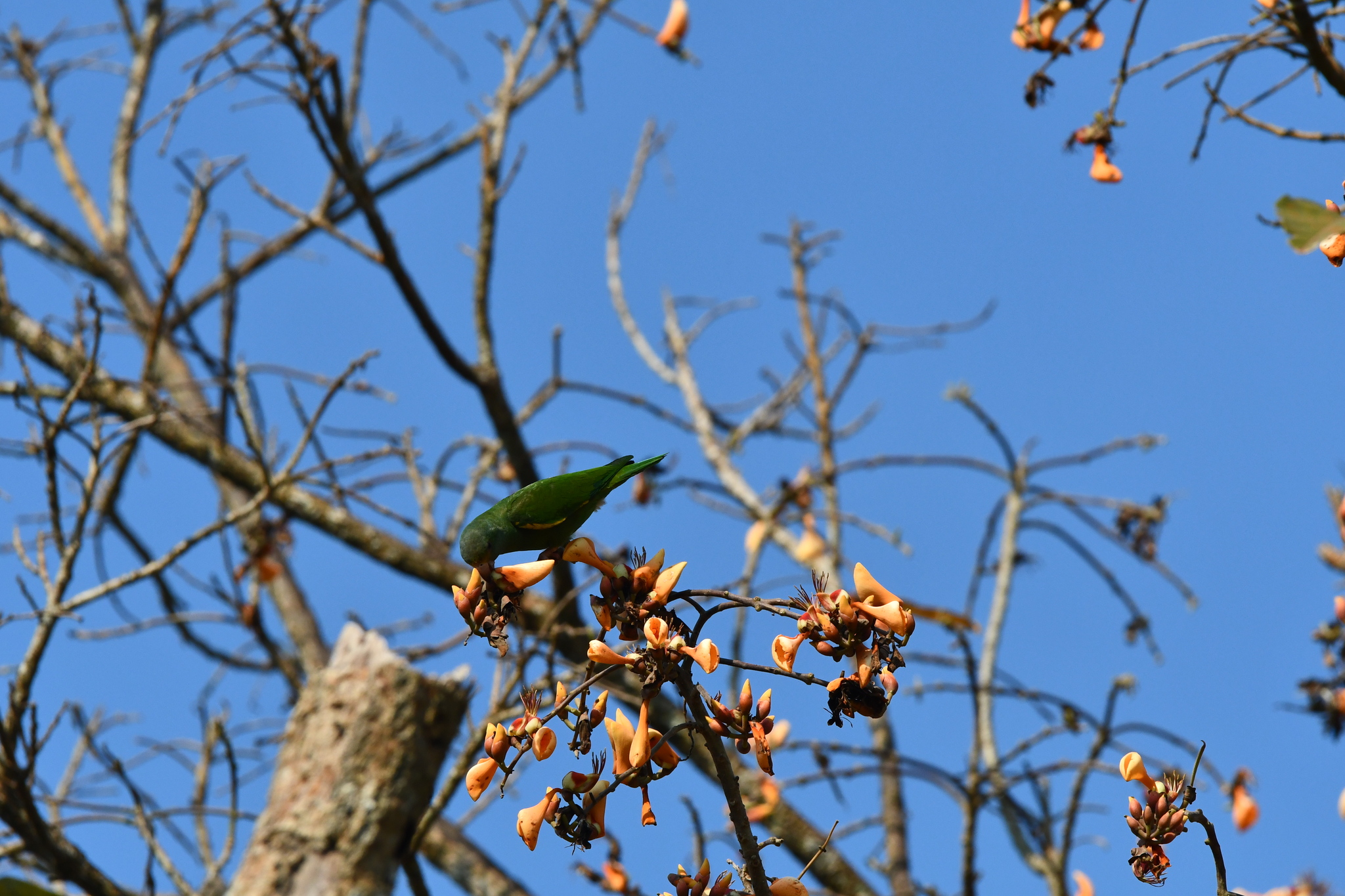 Tui Parakeet (Brotogeris sanctithomae), photo 6
