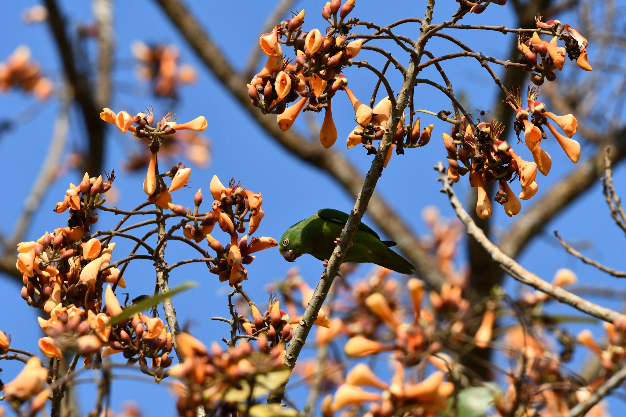 Tui Parakeet (Brotogeris sanctithomae), photo 5