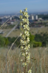 Delphinium semibarbatum