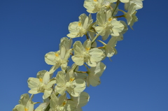 Delphinium semibarbatum