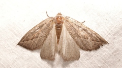 Compsoptera opacaria