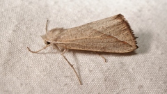 Compsoptera opacaria