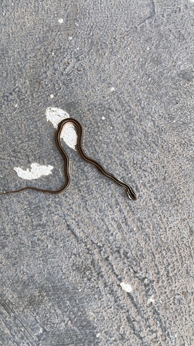 Lema's Ground Snake