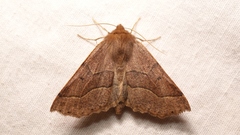 Crocallis tusciaria