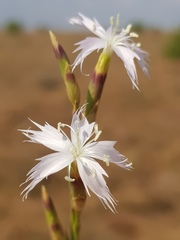 Dianthus mooiensis