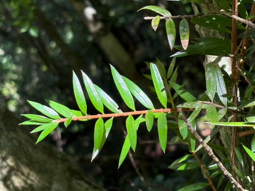 David's Keteleeria (Keteleeria davidiana)
