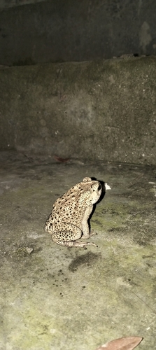 Asian Common Toad