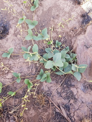 Rhynchosia caribaea
