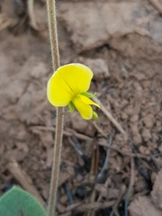 Rhynchosia caribaea