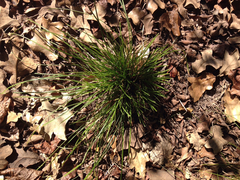 Carex planostachys