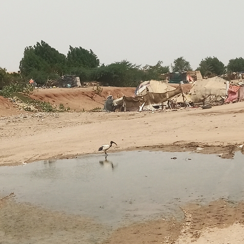 African Sacred Ibis