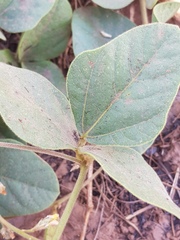 Rhynchosia caribaea