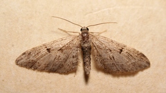 Eupithecia oxycedrata