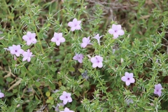 Barleria buxifolia