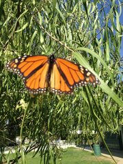 Danaus plexippus
