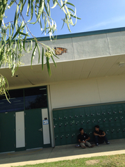 Danaus plexippus