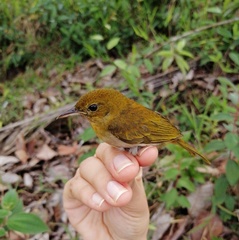Chrysothlypis salmoni