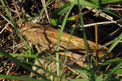 Locusta migratoria cinerascens