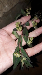 Euphorbia hypericifolia