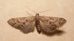Eupithecia variostrigata