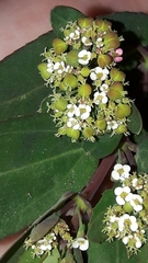 Euphorbia hypericifolia