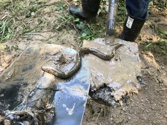 Synbranchus marmoratus