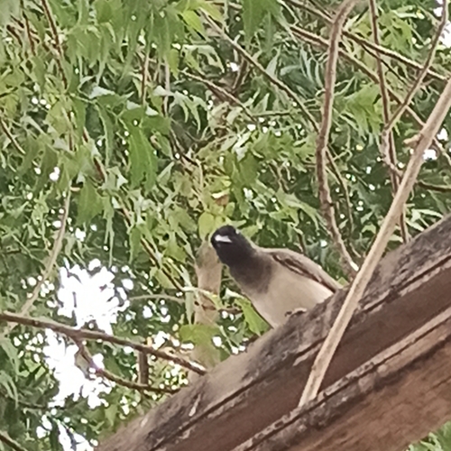 Common Bulbul