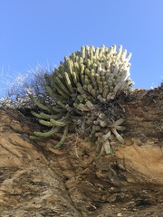Euphorbia nesemannii