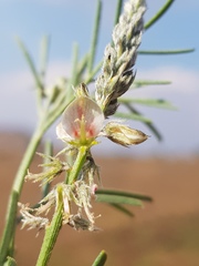 Indigofera zeyheri
