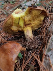 Suillus mediterraneensis