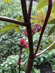 Ricinus communis