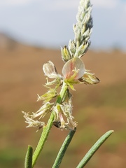Indigofera zeyheri