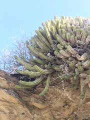 Euphorbia nesemannii