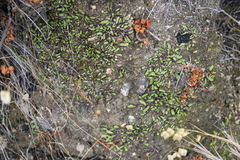 Asterella marginata