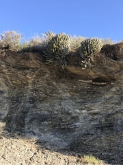 Euphorbia nesemannii