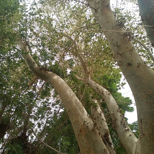 sycamore fig