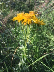 Heterotheca camporum