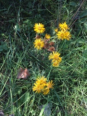 Heterotheca camporum