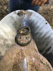 Synbranchus marmoratus