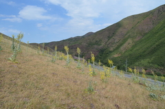Verbascum songaricum