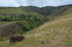 Verbascum songaricum