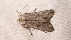 Lithophane leautieri