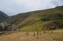 Verbascum songaricum
