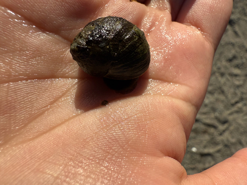 Littorina littorea
