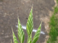 Bromus hordeaceus hordeaceus