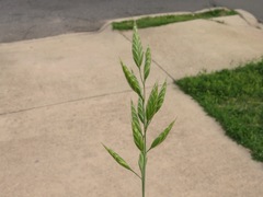 Bromus hordeaceus hordeaceus