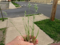 Bromus hordeaceus hordeaceus