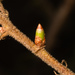 Grahamstoneia humboldti - Photo (c) Merav Vonshak, some rights reserved (CC BY-NC), uploaded by Merav Vonshak